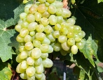 Winogrona Chaush