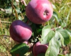 Jabłoń Darunok