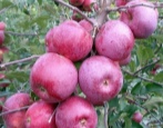 Jabłoń Florina