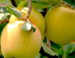Jabłoń Golden Delicious