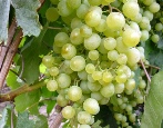 Winogrona Krasa Severa