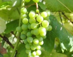 Winogrona Lubawskie