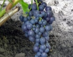 Czerwone winogrona Muscat
