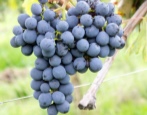 Winogrona Sangiovese