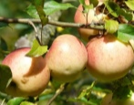 Jabłoń Sokołowskoje