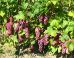Traminer różowe winogrono (Gewurztraminer)