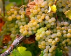 Winogrona Verdejo