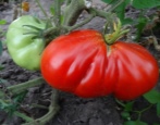 Pomidor abruzja