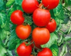 Pomidorowa Afrodyta
