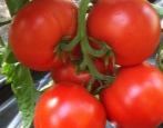 Agilis pomidorowy