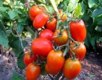 Pomidorowa akwarela