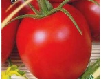 Pomidorowa Alicja