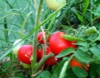 Pomidor Alpatieva 905 A