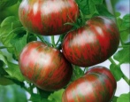 Pomidor amurski tygrys