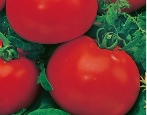 Pomidorowa Andromeda