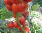 Pomidorowa Angela Gigant