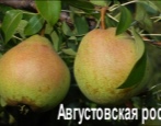 gruszka sierpniowa rosa