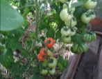 Pomidorowa Aurora