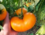 Pocałunek babci pomidora