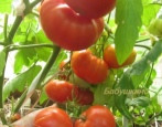 Pomidorowy Babuszkino