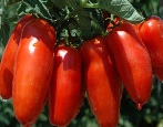 Baleriny Pomidorowe