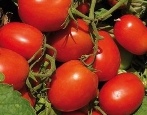 Pomidorowy zwierzak losu