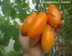 Pomarańczowy pomidor bananowy