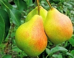 Gruszka Bananowa