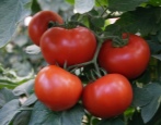 Pomidorowa Barin