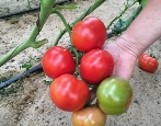 Pomidorowa Bella
