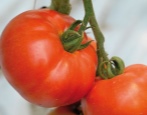 Pomidor Berberana