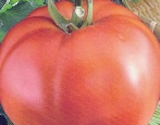 Bifseller pomidorowy czerwony