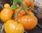 Żubr pomidorowy pomarańczowy