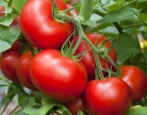Pomidorowy Blagovest