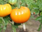Pomidorowa Beczka Miodu