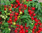 Biedronka pomidorowa