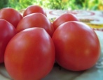 Pomidorowa Budenovka