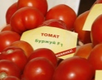 Pomidorowa burżuazyjna