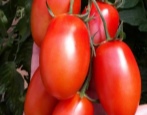 Pomidorowy damski mężczyzna