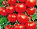 Pomidorowa torba na pieniądze