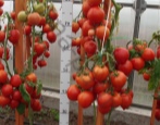 Diadem pomidorowy