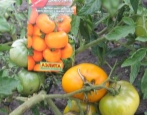 Pomidor Djalo Santa