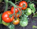 Pomidorowa Gina TST