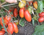 Gazpacho . Pomidorowy