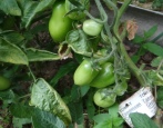 Pomidorowe cygaro hawana