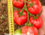 Pomidorowa Księżna Smaku
