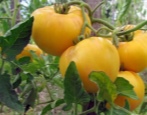 Pomidorowa Cytryna Olbrzyma