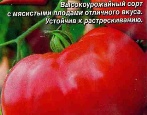 Pomidorowy Gigant