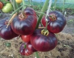 Pomidorowa niebieska piękność