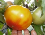 Pomidorowy Grejpfrut